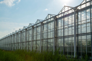 Obraz premium All season fresh vegetables, fruits and flowers, agriculture in Netherlands, big modern greeenhouses in Limburg, exterior view