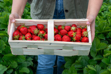 Strawberry fields in Germany, outdoor plantations with ripe sweet red strawberries ready for harvest