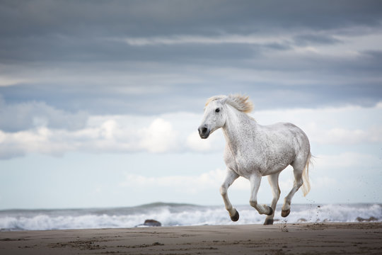 A white stallion galloping on a beach