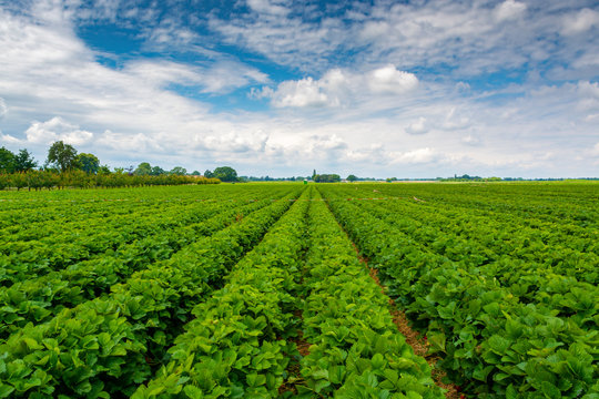 Free Field Images – Browse 24,121 Free Stock Photos, Vectors, and Video ...