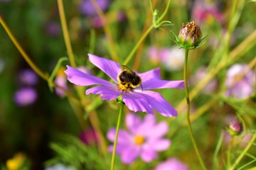 Cosmos bipinnatus (cosmos bipinnatus) flowers of the Cosmos.