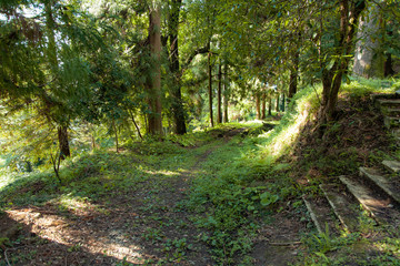 green trees in forest with road