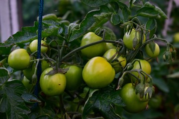 The fruits of green tomatoes in the green.