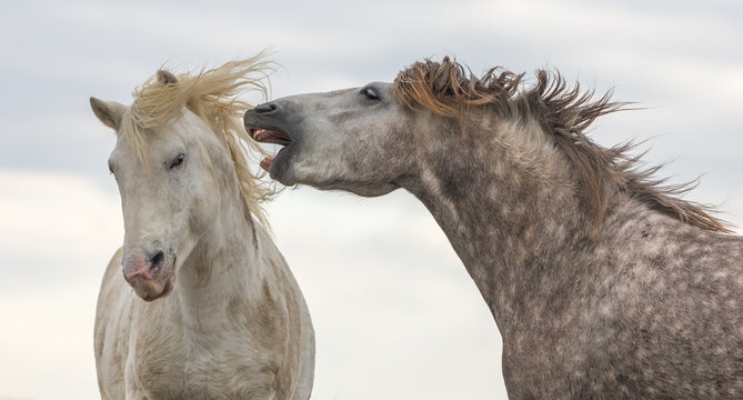 Two stallions