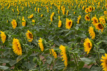 Landscape with Sunflower field, field of blooming sunflowers