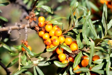 Bunches of sea buckthorn berries.