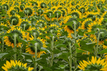 Landscape with Sunflower field, field of blooming sunflowers, facing away