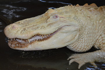 White Eyed Alligator