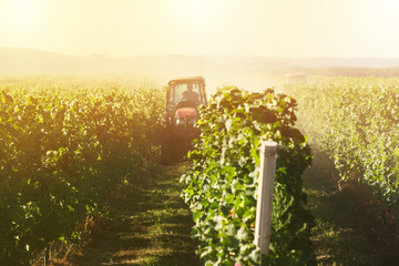 red tractors working in the vineyard