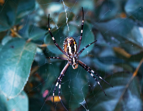 spider with web on the nature garden, wild animal