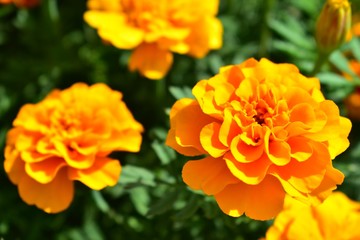 Naklejka na ściany i meble Flowers of marigolds rejected by bonanza orange.