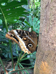 Butterfly Conservatory