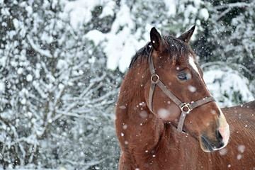 horse in winter