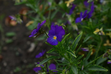 The violets clawed &ndash; Viola calcarata L.