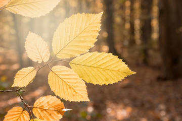 Beautiful autumn leaves on a branch in the forest in sunlight. Blurred background. Autumn concept. Copy space.