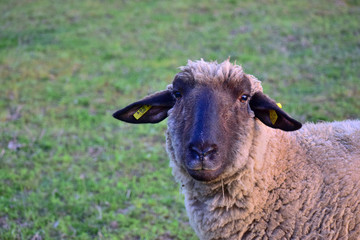 portrait of a sheep