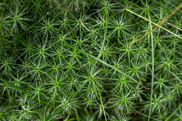 Green, abstract background from the leaves of Flax.  Polytrichum juniperinum.