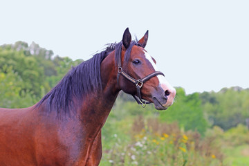 Naklejka na ściany i meble beautiful brown horse on a green pasture