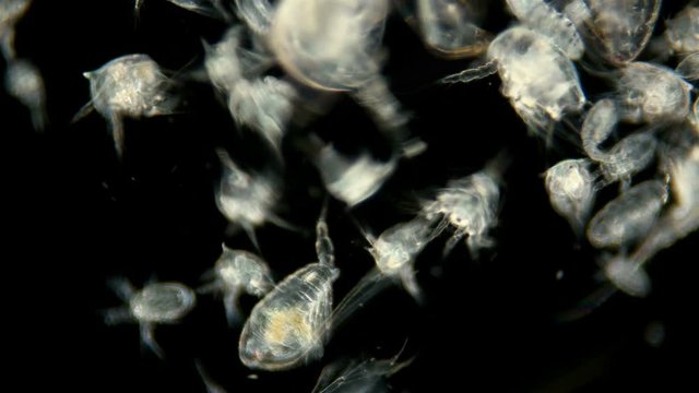zooplankton of the Black Sea under the microscope. Different types of plankton consisting of crustaceans, larvae, and worms. Main fish feed