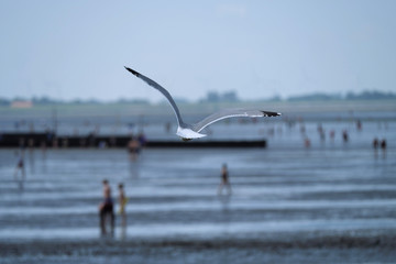 Möve über dem Wattenmeer mit Badeurlaubern bei Hooksiel an der Nordseeküste - Stockfoto