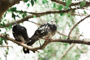 pigeons sitting on a tree branch in the Park