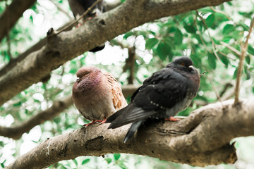 pigeons sitting on a tree branch in the Park