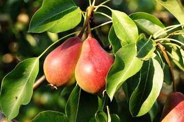 Pear in the autumn sunny garden on tree branches. Harvesting at the cottage in the village, the beauty and gifts of nature, natural diet food, selective focus