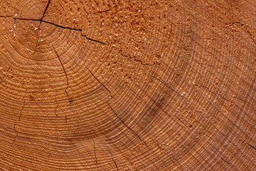 Fototapeta premium The texture of the cut tree. tree life lines.