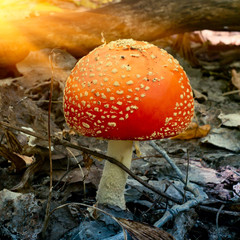 Amanita in autumn forest in sunlight rays