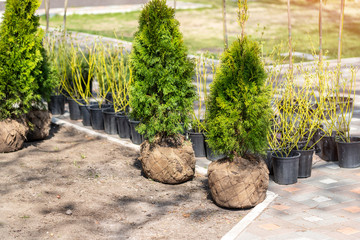 Many thujas tree with burlapped root ball prepared for planting in city park or residential building backyard. Lot of different pots with dogwood and juniper. Gardening and landsacaping