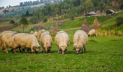Flock of sheep in Fundatura Ponorului, also known as "The palm of God", Sureanu Mountains, Romania