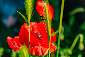 Obraz premium Poppies in the field