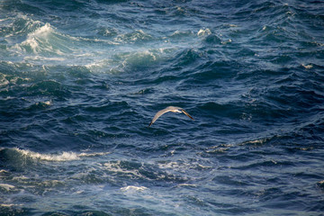 Naklejka premium White seagull flying over mediterranean sea, waves crashing on rocks in the background of the blue water.