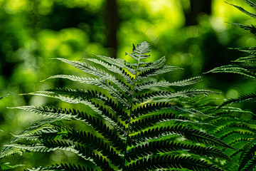 Forest fern