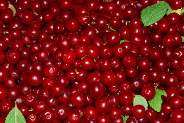 Many Chinese felt cherry berries are loose.