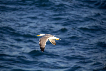 White seagull flying over mediterranean sea, blue waves in the background.