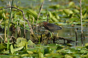 Juvenile Green Heron