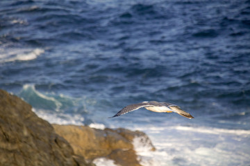White seagull flying over mediterranean sea, waves crashing on rocks in the background of the blue water.
