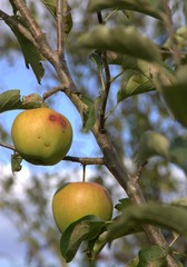 pomme bio dans un pommier en automne