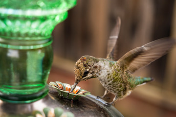 Hummingbird drinking from feeder