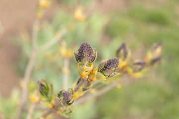 Close-up of young non-blooming buds of lilac against the background of grass in the garden