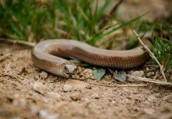 Little snake on the ground. Selective focus.