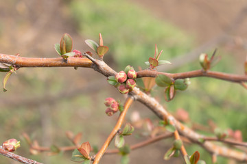 A thin twig of a tree with small leaves and unblown buds in spring