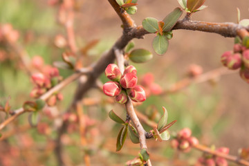 Small pink blooming buds with young leaves on the branches