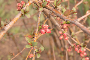 Branched branch of a bush with small young leaves and unblown flowers