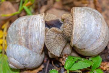 Two mating snails pressed against each other with their soles hiding in the green grass