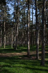 Pine forest with young grass and footpath on a sunny day in spring