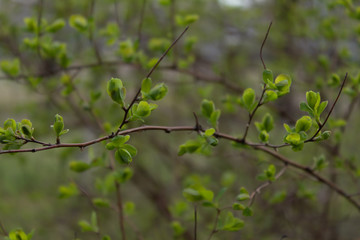 A small branch of a shrub with small leaves in the garden
