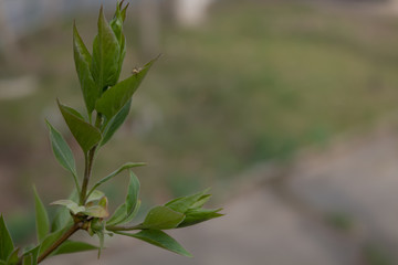 Young leaves on a bush by a track in a park