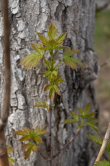 A young tree acer negundo grows next to the trunk of a large tree